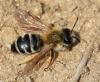 Andrena gravida